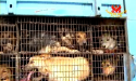 停止虐待動物
綁架狗兒： 東南亞可憎的狗肉交易
