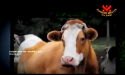 ストップ動物虐待
乳業は母牛と仔牛の命を奪う
