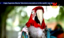 STOP ANIMAL CRUELTY
Wings Without Freedom: The Kidnapping, Neglect and Abuse of Parrots