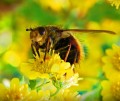 Brenčanje o čebelah: Superdelavci iz narave - P1/2