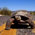 Florida, la tortuga que cree que es un perro
