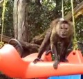 Marvels, Miracles, and Oh So Many Monkeys! - Jungle Friends Primate Sanctuary in Florida, USA - P1/3  