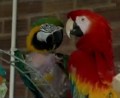 25 Years of Love: Britain's Safehaven Parrot Refuge - P1/2