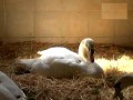 In the Shape of Love: The Swan Sanctuary of Surrey, UK - P1/2