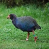 Begegnung mit dem seltenen Takahē auf der neuseeländischen Insel Matangi