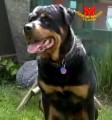 Dave, der entzückende Rottweiler-Hundevati – Teil 1/2