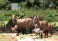 荒野奇遇：拜訪烏干達野生動物教育中心的動物（三集之一）