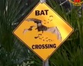 Lubee Bat Conservatory - A veszélyeztetett gyümölcsdenevér megmentése - 1/3 rész
