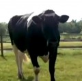 興味深い牛の内面の活動と高い知性
