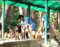 India’s Animal Rescuers: Compassion Crusaders Trust and Animal Rights Fund  (In Hindi)