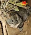 Khu bảo tồn quốc gia 
Las Chinchillas:  Thiên đàng
Chí Lợi Chinchillas
