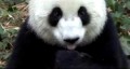 Kitajska ogromna panda: Ambasador miru - P1/2 
(v kitajščini)