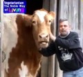 Veganpeace Animal Sanctuary : oasis céleste pour les animaux de ferme partie 1 / 2
