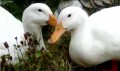 Pixie le canard de Pékin - Oh, il marche et nage de nouveau !
