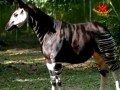 To je zebra. To je konj. ... Ne, to je okapi!