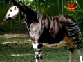 Ez egy zebra. Ez egy ló. ...Nem, ez egy okapi!