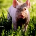 Oink! Spoznajte zvezdnega prašička iz filma 