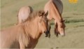 The Proud Spirit of Mongolia’s Takhi Wild Horses P1/2 (In Mongolian)